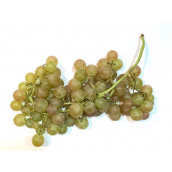 Uva fresa