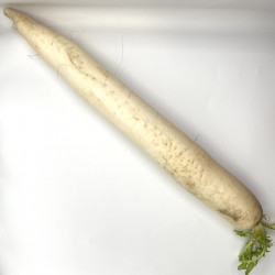 Nabo Daikon