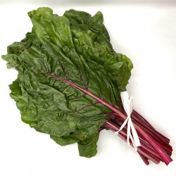 Acelga Roja