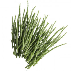 Salicornia