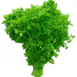 Perifollo