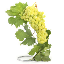 Uva albillo