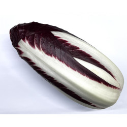 Radicchio Rosso