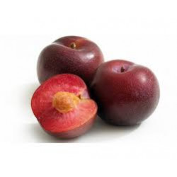 Ciruela Fresa