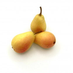 Pera Ercolina