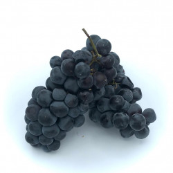Uva Garnacha