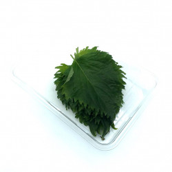 Shiso verde hoja