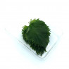 Shiso verde hoja