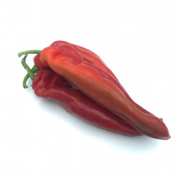 Pimiento Italiano rojo