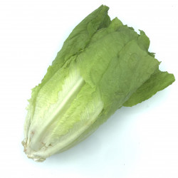 Lechuga Romana