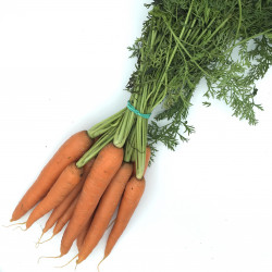 Zanahoria Manojo