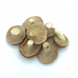 Seta de Cardo Pleorotus...
