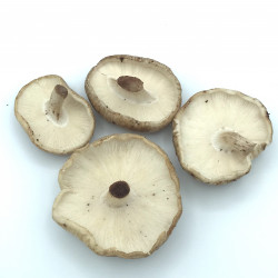 Shiitake