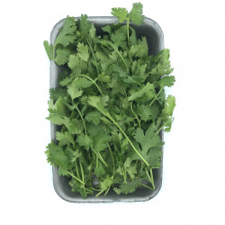 Cilantro fresco