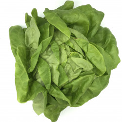 Lechuga Trocadero