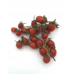 Tomate Cherry Lobello