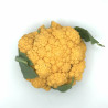 Coliflor de colores