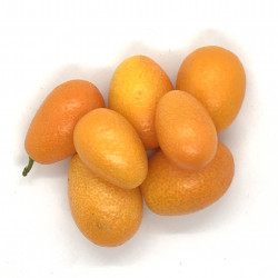 Kumquat Chinensis